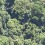 Springbrook National Park