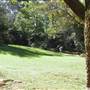 Springbrook National Park