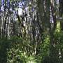 Springbrook National Park