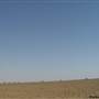 Muttaburra - Aramac Rd