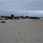 GC Sand Pumping Jetty - The Spit