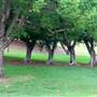 Queens Park, Upper Area