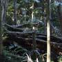 Tamborine National Park