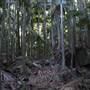 Tamborine National Park