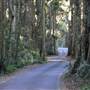Winding Scenic Mountain Road - National Park