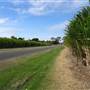 Bundaberg Region - Cane Road Alley (Kalkie)