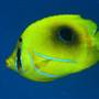 Great Barrier Reef
