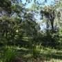 The Backlot, Bonogin - Overview