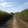 Gold Coast Sugar Cane Fields