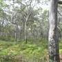 South Stradbroke Island - Beach (South of Surf Club)