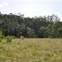 Bonogin Backlot - Dead Tree Paddock