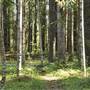 The Backlot, Bonogin - Overview