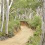 Mulgumpin (Moreton Island) Bush Track - Middle Road