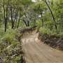 Mulgumpin (Moreton Island) Bush Track - Middle Road