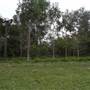 Bushland / Nature Reserve