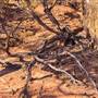 Age Of Dinosaurs (Rangelands)