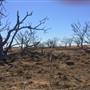 Dead Tree Patch