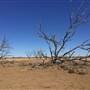 Dead Tree Patch