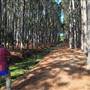 Pine Forest, Riverside Skate Park & Open Sports Fields - Pizzey Park