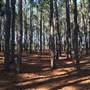 Pine Forest, Riverside Skate Park & Open Sports Fields - Pizzey Park