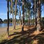 Pine Forest, Riverside Skate Park & Open Sports Fields - Pizzey Park