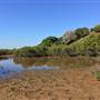 Brisbane Region - Swamps / Mangroves (St Helena Island)