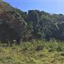 St Helena - Tree Areas & Rainforest