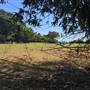 St Helena - Tree Areas & Rainforest