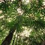Daintree Fan Palm Forest
