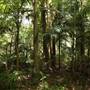 Black Swamp Wetlands