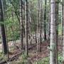 Bonogin Backlot & Pine Forest