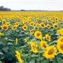 Sunflower Fields