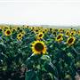 Sunflower Fields