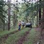 Hillside Hoop Pine Forest