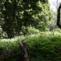 Hinterland Stream with Forest & Paddock