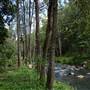 Hinterland Stream with Forest & Paddock