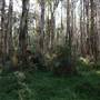 Gold Coast - Coombabah Paperbark Forest