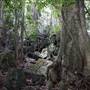 Jungle / Strangler Figs / Palm Grove / Rock Wall