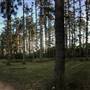 The Secret Forest - Oxley Creek Common