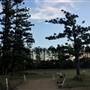 The Secret Forest - Oxley Creek Common