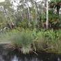 The Narrows (Noosa Everglades)