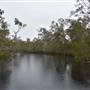 Lake Como (Noosa Everglades)