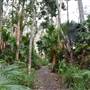 Fig Tree Point (Noosa Everglades)