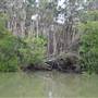 Johns Landing (Noosa Everglades)