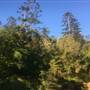 Castle Mountain Acreage