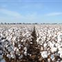 Cotton Fields