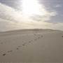 Mulgumpin (Moreton Island) - Big Sand Hills