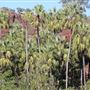 Lawn Hill Gorge (Camooweal Region)