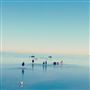Remote Island Hideaway - Mudflats