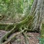 Hallorans Hill Conservation Park